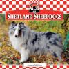 Shetland_sheepdogs