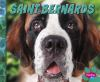 Saint_Bernards