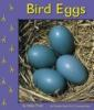 Bird_eggs
