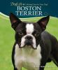 Boston_terrier