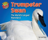 Trumpeter_Swan