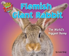 Flemish_Giant_Rabbit