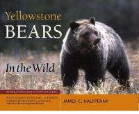 Yellowstone_bears_in_the_wild