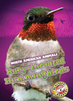 Ruby-throated_Hummingbirds